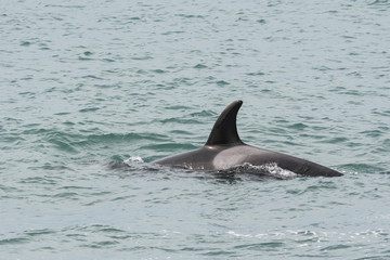 Fototapeta premium Orcas patrolling the coast, hunting sea lion pups,Peninsula Valdes, Patagonia Argentina