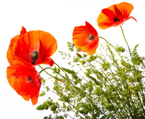 green grass and red poppies isolated on a white background
