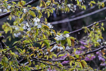 thin tree branches covered in many small white delicate cherry blossoms