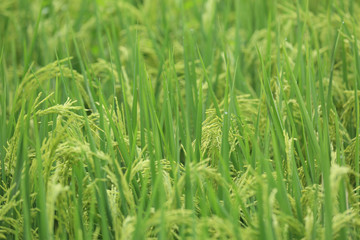 Rice grain in growth at field