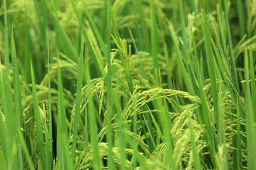 Rice grain in growth at field