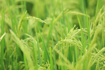 Rice grain in growth at field