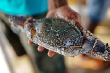 Large crab with tied claws. Asia on the market and its nature.
