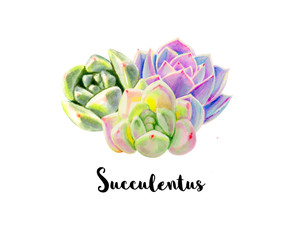Composition from colorful succulents.  Decorative plants. Floral print. Marker drawing. Watercolor painting. Beautiful houseplants. Greeting card. Flower painted background. Hand drawn illustration. - 272816560