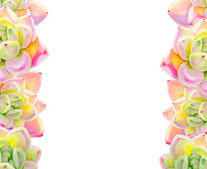 Beautiful colorful succulent frame.  Decorative plants. Floral print. Marker drawing. Watercolor painting. Beautiful houseplants. Greeting card. Flower painted background. Hand drawn illustration.