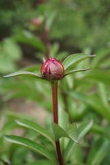 Peony flower in the garden