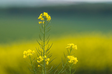 Yellow rapeseed flower close up