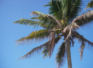 Obraz premium Beautiful exotic tropical palm trees against the sky in the rays of the sun. The theme of travel and holidays in Asia. Stock background