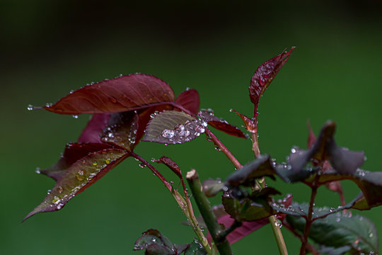new red colored rose leaves with wet dewdrops from early spring