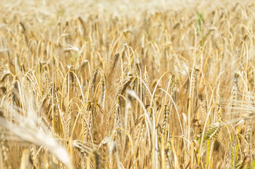 Golden fields of barley.