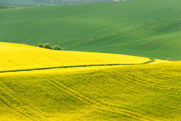 Landscape with fields of yellow rapesees flowers and green wheat.
