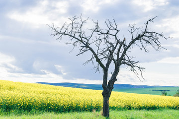 One bare tree on the green grass with yellow fields of rapeseed and green fields of wheat on the hills.