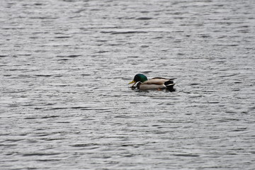 Canard colver qui a soif