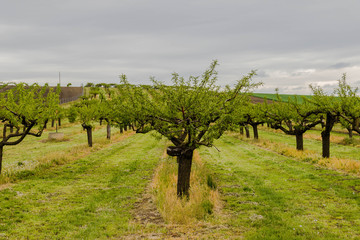 Row of apricot trees in the orchard under rhe cloudy sky.