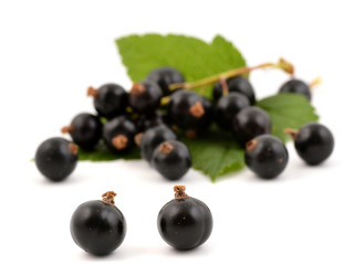 Black currant with leaves on white background. Fresh berries of currant.   