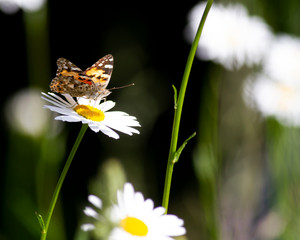 butterfly on flower, flowers with a butterfly, white flowers