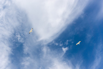 Two soaring gulls against the background of clouds and blue sky