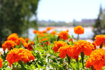 flower bed with orange flowers in summer