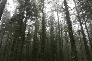  thick forest