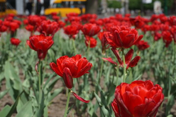 field of red tulips