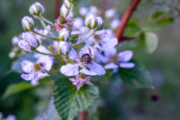 spring flowers on the blackberries - the BlackBerry bushes.Moscow region.Russia.2019