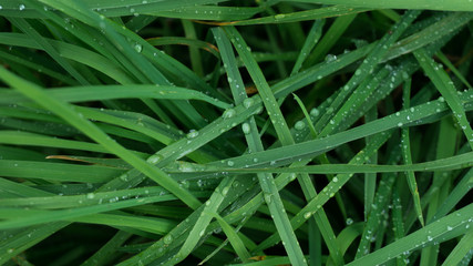 Dew drops on green grass