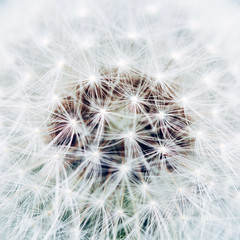 Macro photo of white dandelion, blowball. Close up