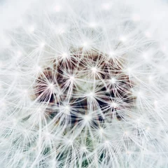 Abwaschbare Fototapete Macro photo of white dandelion, blowball. Close up © paninastock