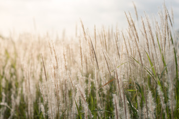 Fototapeta premium dry grass in the wind