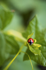 Ladybug on a creeper plant