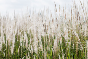 tall grass in the wind