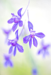Blue flowers on a soft background