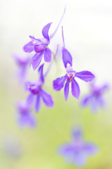 Obraz na płótnie Canvas Purple flowers on a soft background