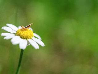 Grasshopper on a camomile flower