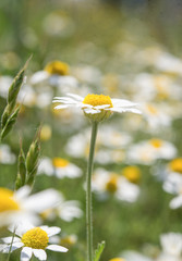 Chamomile flower close-up on the field