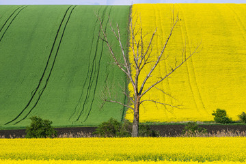 One bare tree on the green grass with yellow fields of rapeseed and green fields of wheat on the hills.