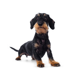 Cute adult black tan wirehaire Dachshund dog, standing side ways. Looking cheeky beside lens with brown eyes. Isolated on white background.