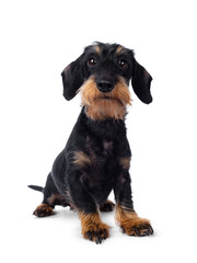 Cute adult black tan wirehaire Dachshund dog, standing facing front. Looking cheeky to the lens with brown eyes. Isolated on white background.