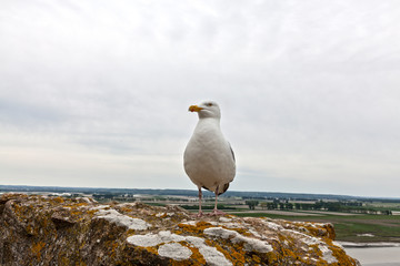 Seagull on the beach