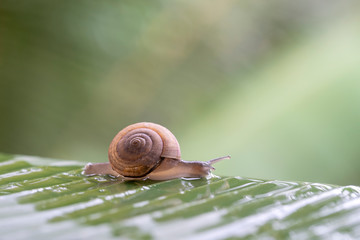 Snail in shell crawling on the green palm leaf, summer day in garden, close up, Thailand