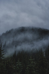 Brouillard autour des arbres