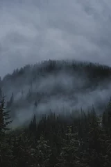 Crédence de cuisine en verre imprimé Forêt dans le brouillard Brouillard autour des arbres