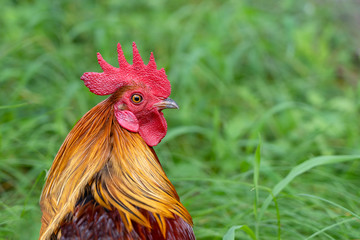 Portrait of a brown cock in the garden on a green background. Close-up