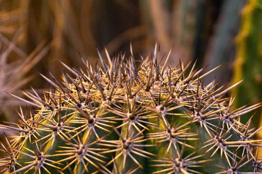 exotic intersting cactus close up
