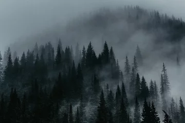 Foto auf Acrylglas Wald im Nebel Nebel um Bäume