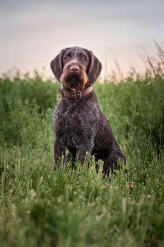 Deutsch drahthaar in evening field