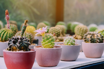 Variety of Small cactus and succulent plants in various pots to decorate in coffee shops
