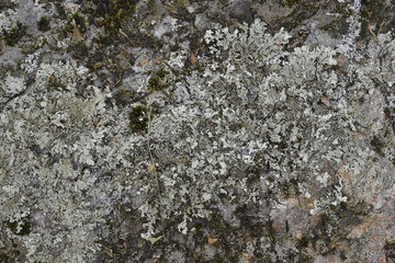 Rock with Lichen