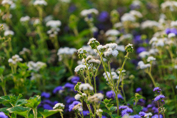 Blumenwiese bei Schloss Benrath zum Sonnenuntergang