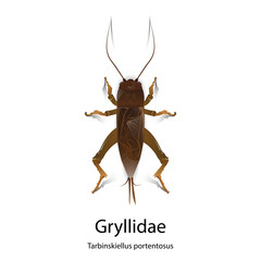 Gryllidae vector on white background.